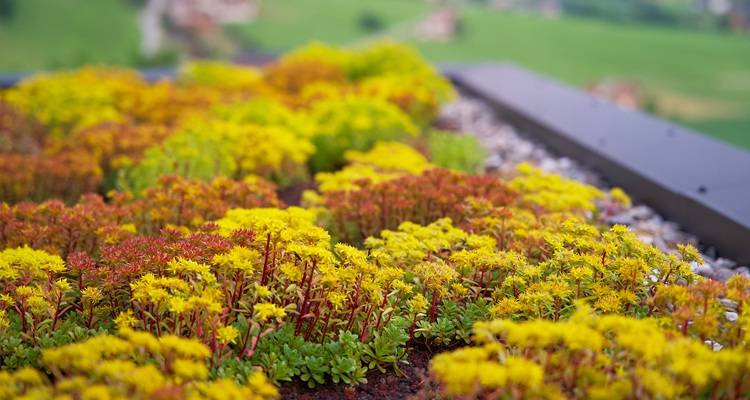 green roof