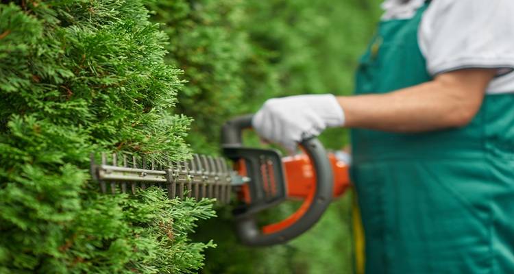 green overalls hedge trimmer