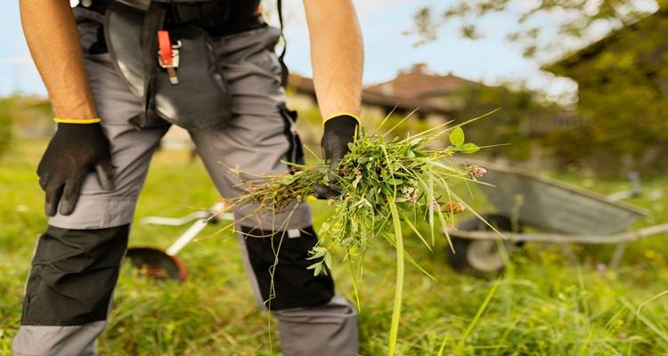 gardener grey clothes weeds hands
