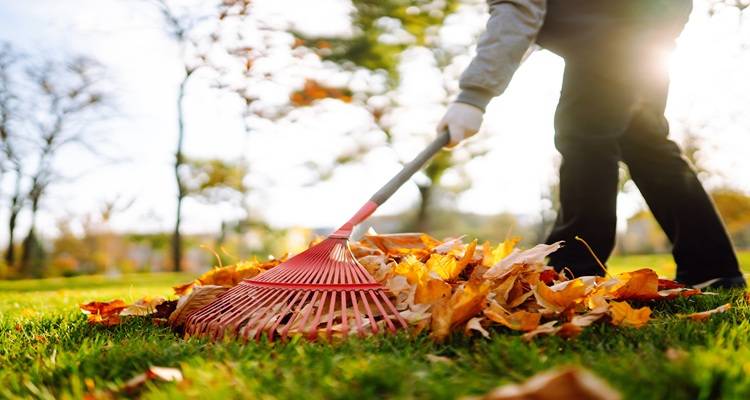 red leaves being raked