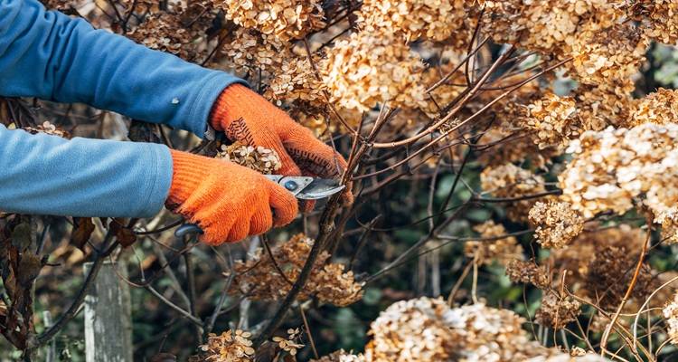 dead hydrangeas being pruned orange gloves