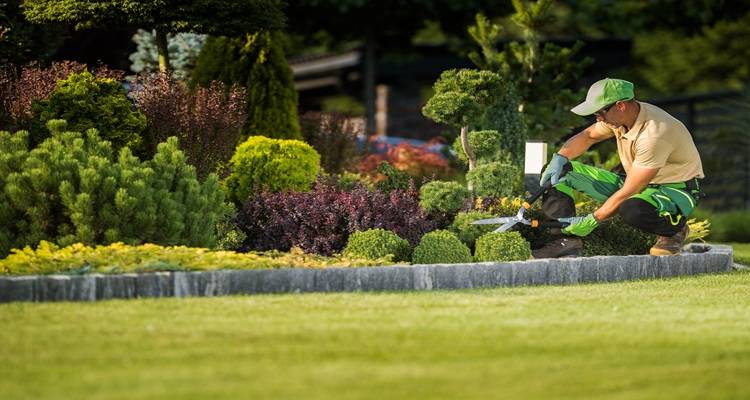 man in distance tending garden