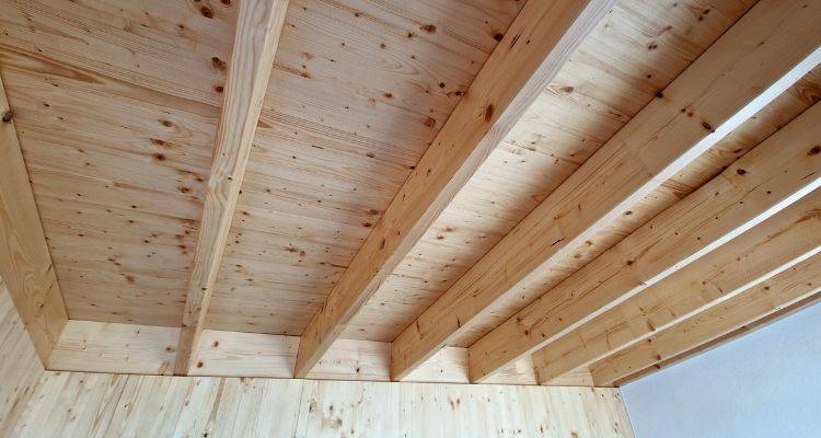 siberian larch