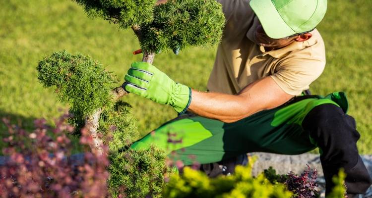 gardener pruning
