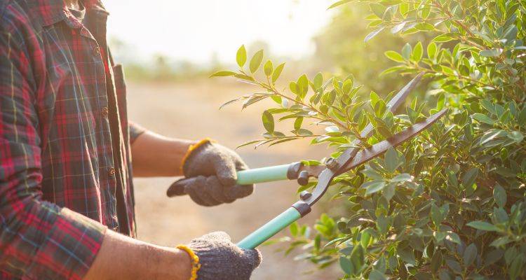 local gardening service