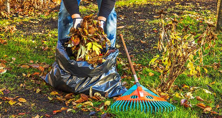 person cleaning up leaves in garden
