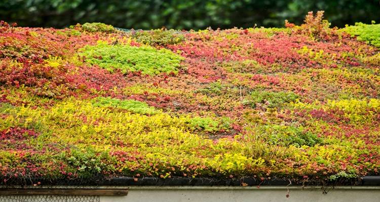 red green roof