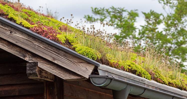 wooden green roof