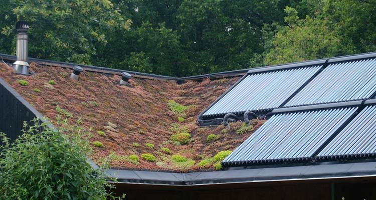 solar panels and green roof