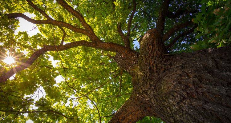 when to prune oak tree