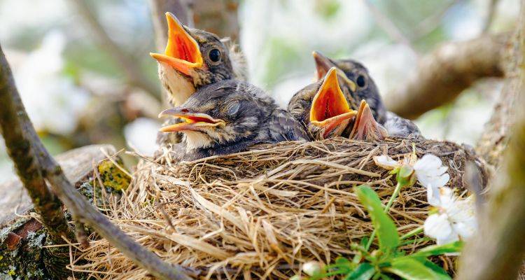 bird nesting seasons and tree trimming regulations