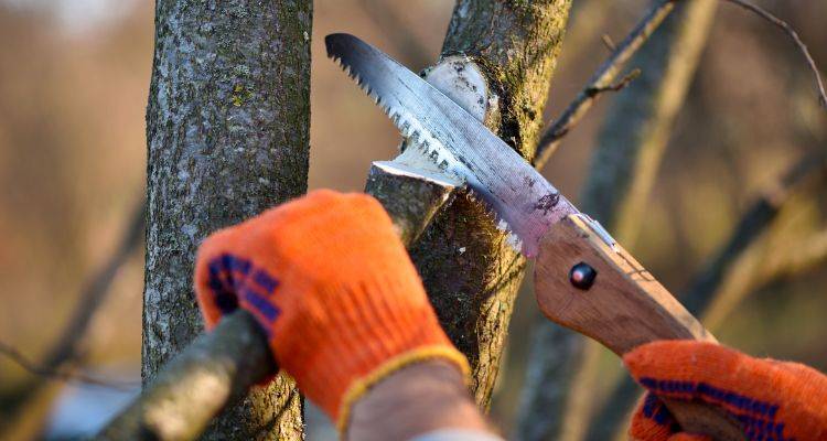 pruning tree diy
