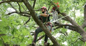 Tree Trimming Cost