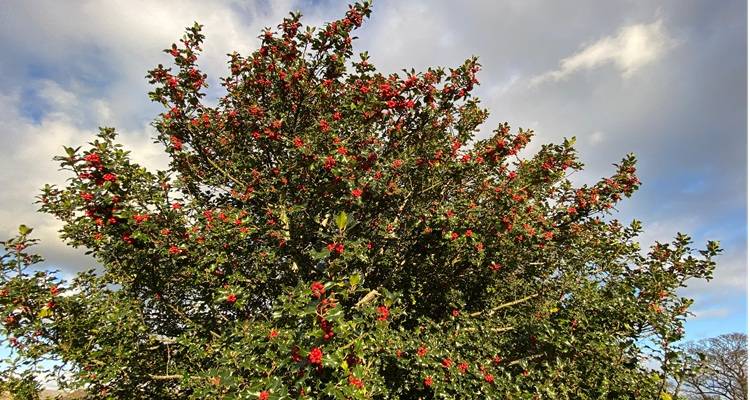 holly tree sky