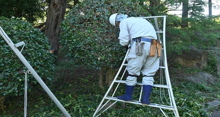 man cutting holly tree down