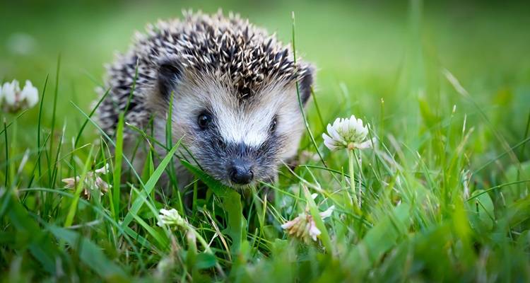 hedgehog close up