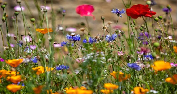 wildflowers