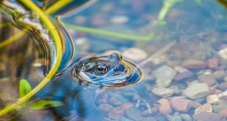 frod in water