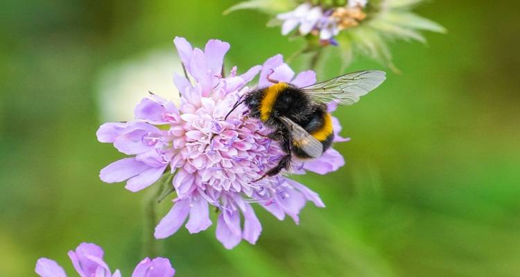bee on a flower