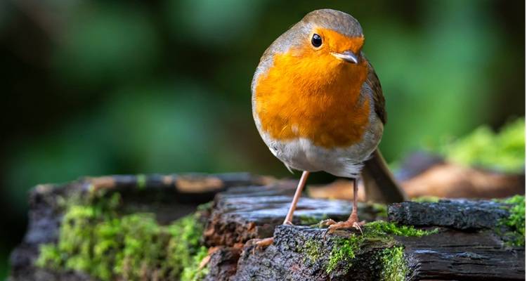 robin on log