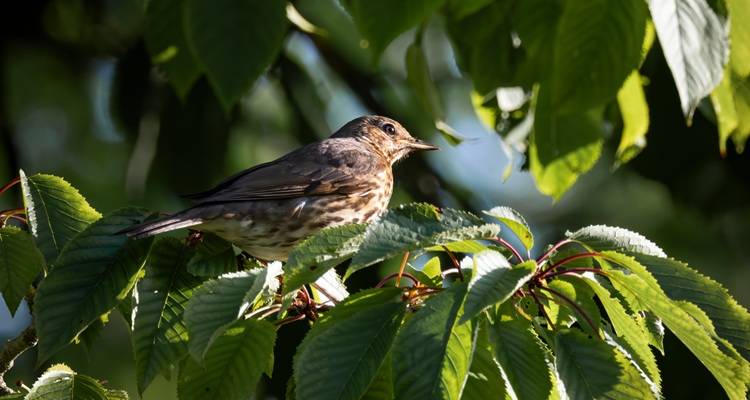 bird in tree