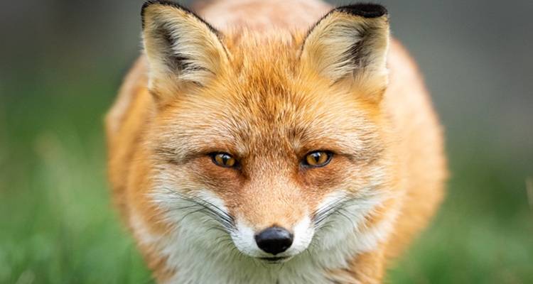 fox close up