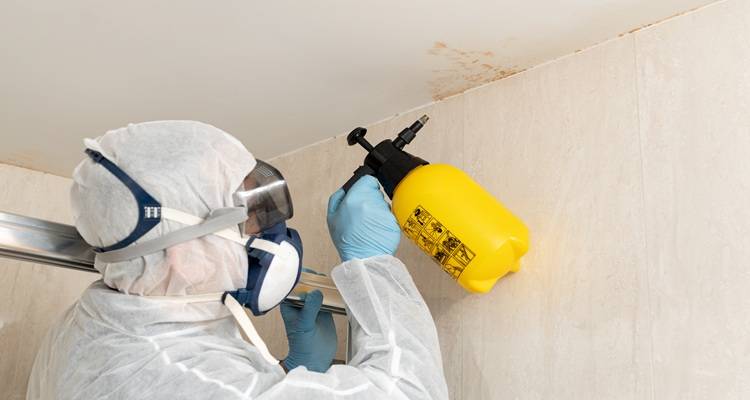 person spraying mould