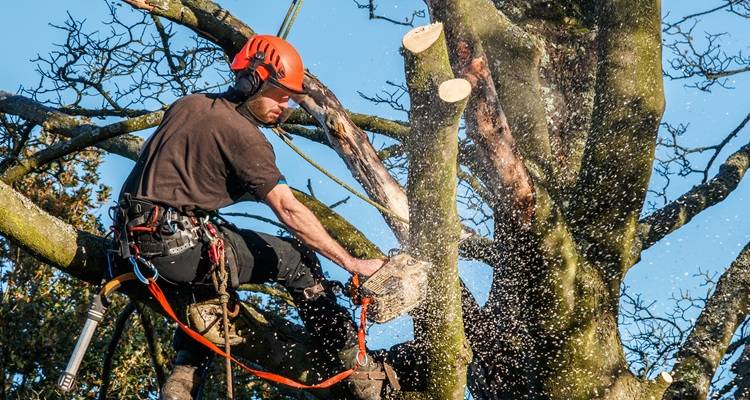 Tree surgeon up tree