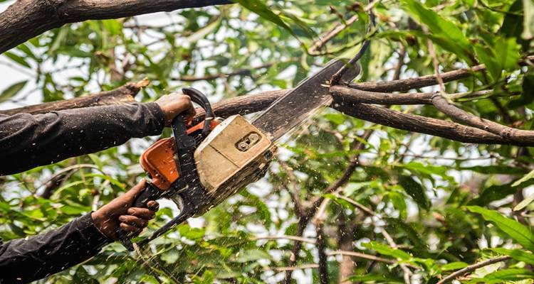 chainsaw trees hand