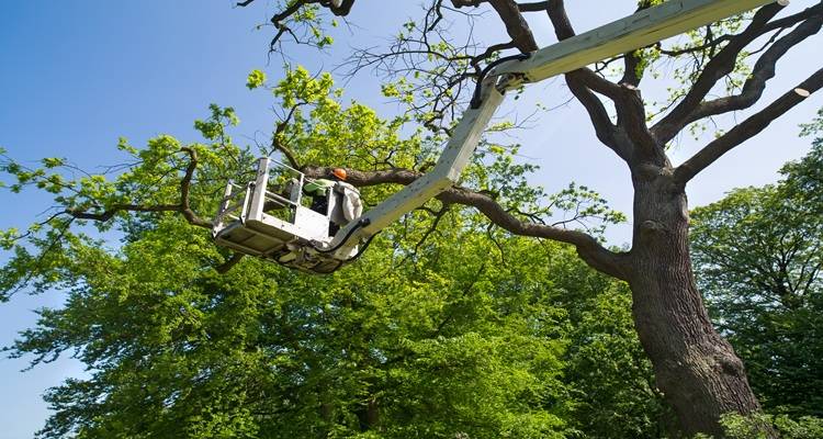 tree surgeonn cherry picker