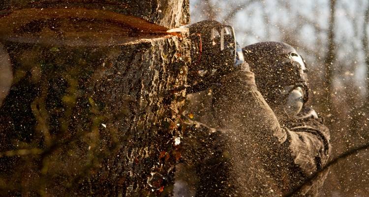 sawdust chainsaw through tree