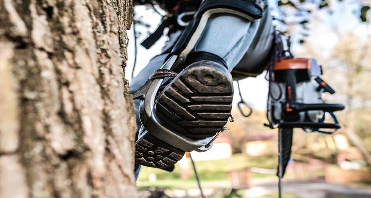boot climbing tree