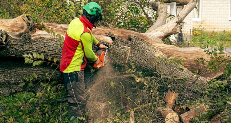 tree surgeon cutting up big tree