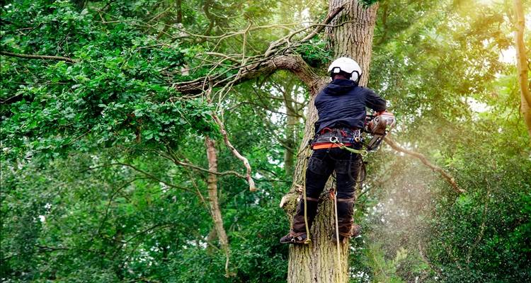 How to Start a Tree Surgery Business