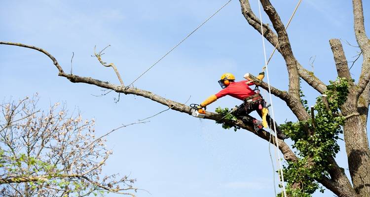 man hanging from tree cutting down