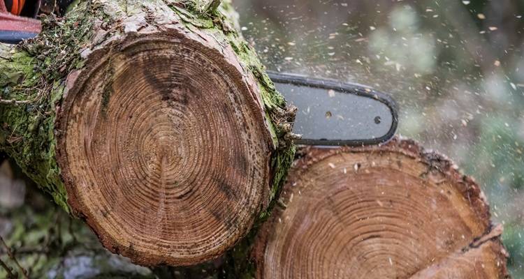 cross section tree trunk chainsaw