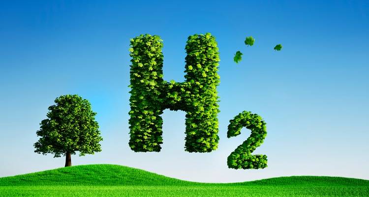 h2 hedge