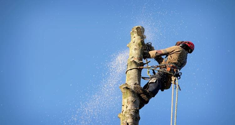 man bare tree cutting down ropes