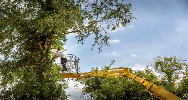 cherry picker white t shirt tree