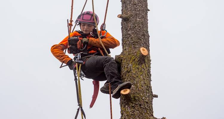 woman tree surgeon up tree