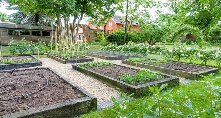 allotment garden