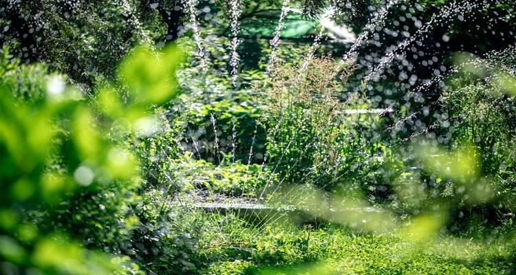 water spraying green bushes