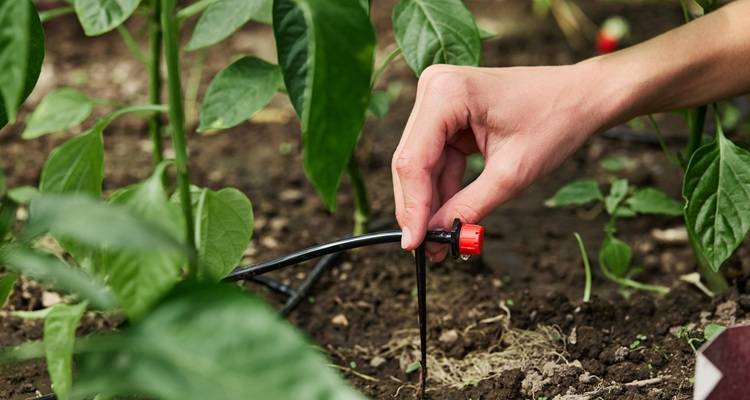drip irrigation