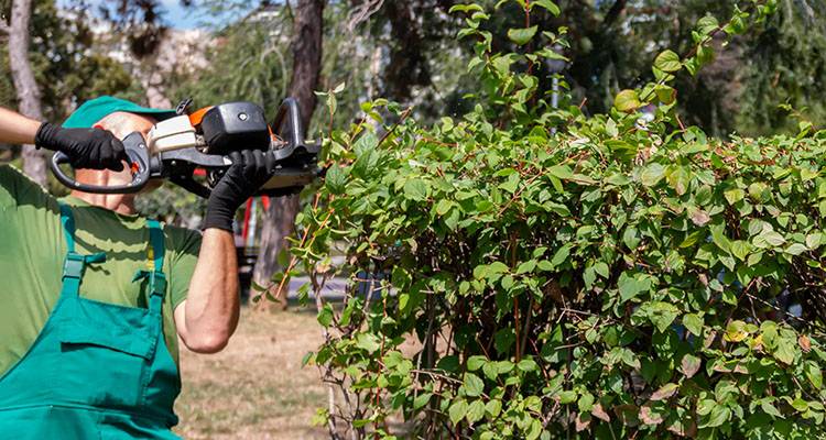 gardner trimming hedge