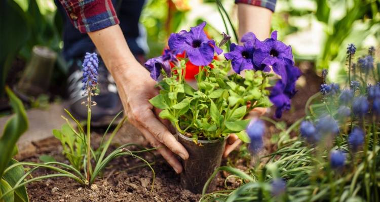 woman planting flowers