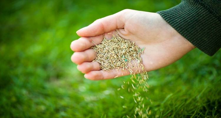 hand grass seed