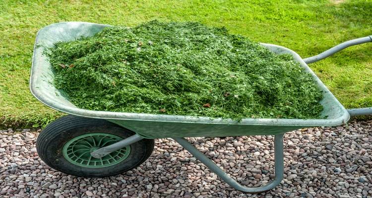 grass clipings wheelbarrow