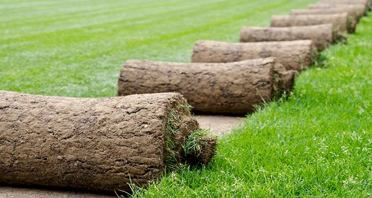 rolls of new turf cost