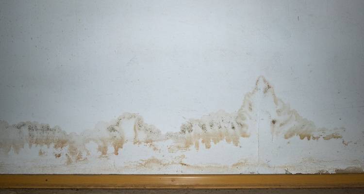 damp white wall wood trim