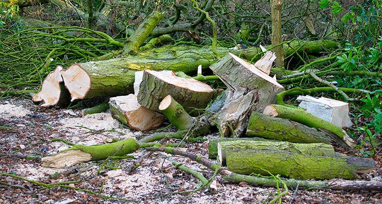 mne cutting tree down